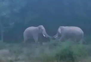 झारखंड में हाथियों का आतंक…घंटों एक दूसरे से लड़ते रहे...एक एकड़ में लगी फसल बर्बाद